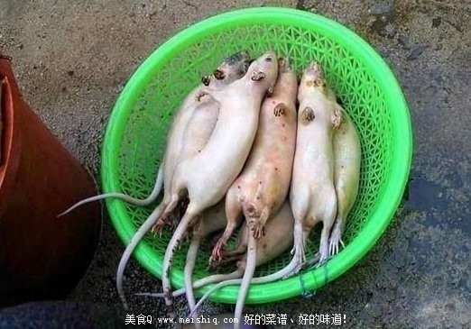 恶心的死老鼠变身烤乳鸽全过程